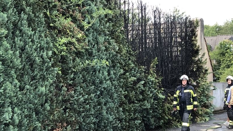 Die verbrannte Hecke in Hennef: Eigentlich wollte ein Mann nur Unkraut entfernen. Die verbrannte Hecke in Hennef: Eigentlich wollte ein Mann nur Unkraut entfernen.