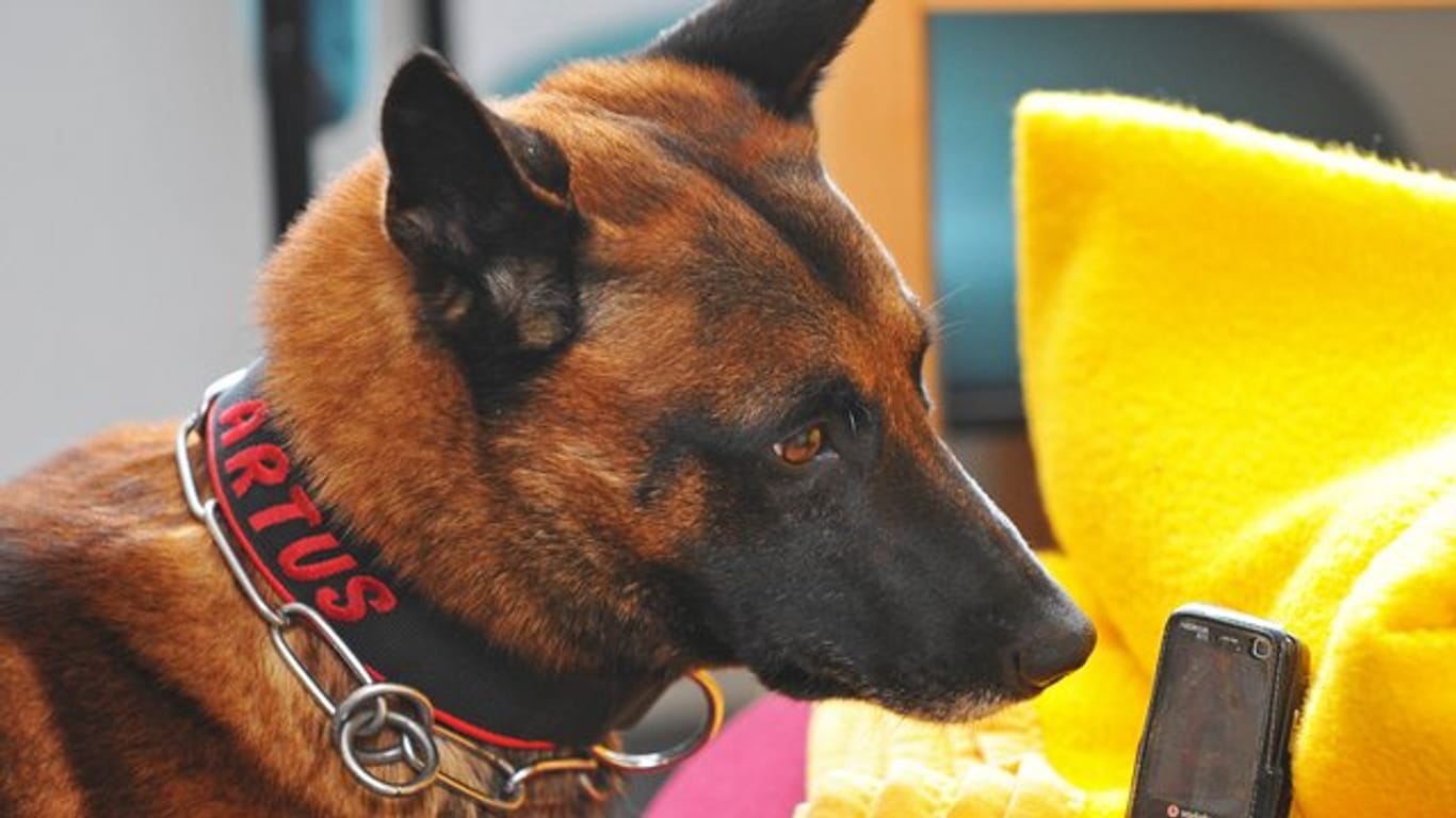 Speziell ausgebildete Hunde können auch Corona-Infektionen erschnüffeln.