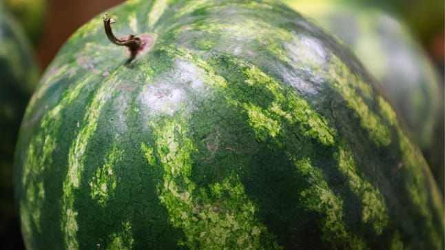 Woran Erkennt Man Dass Eine Wassermelone Reif Ist Aussehen und Geruch: Daran erkennt man reife Zuckermelonen