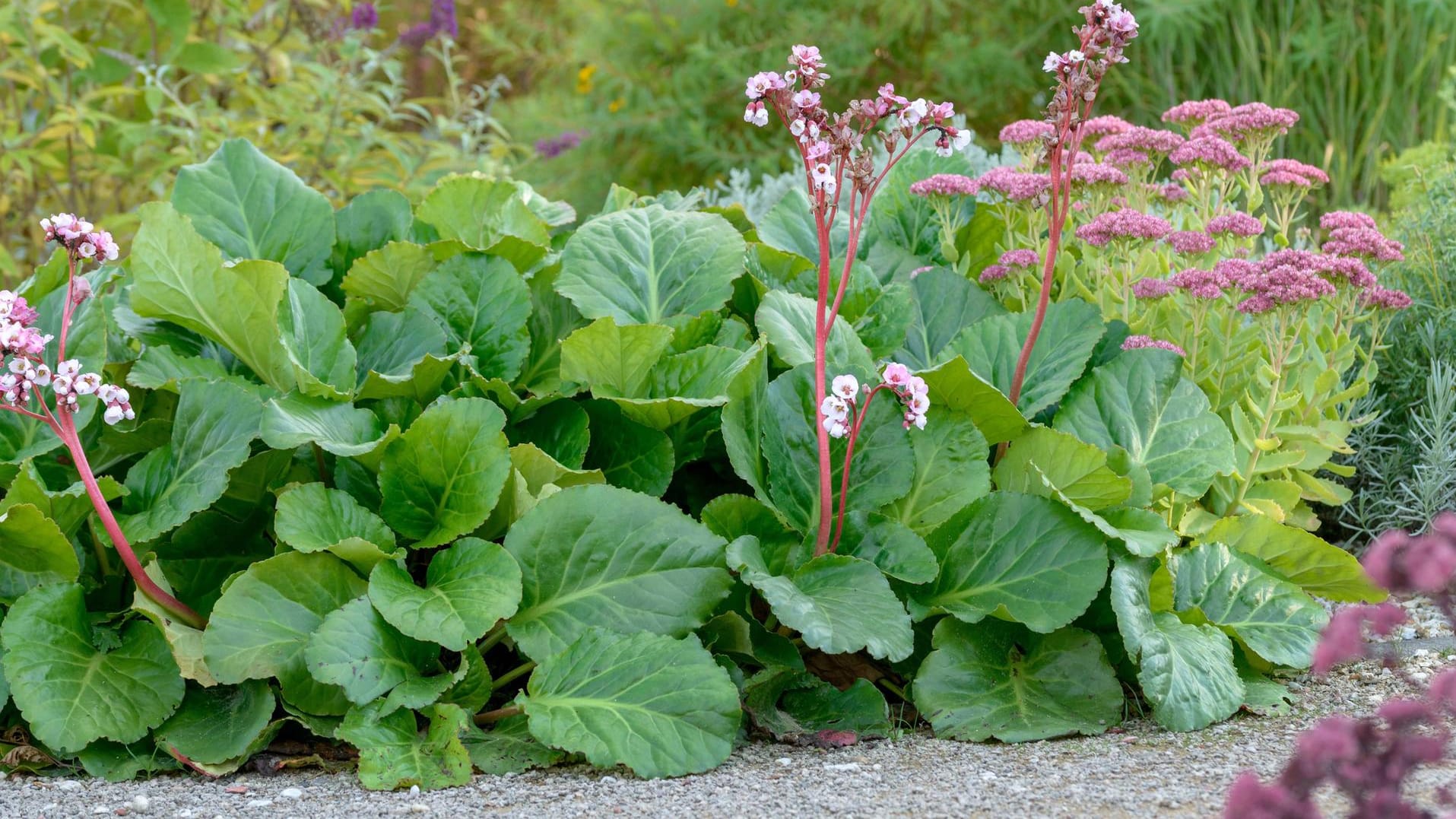 Altai-Bergenie (Bergenia cordifolia): Die Staude gilt als nahezu unverwüstlich und extrem langlebig.