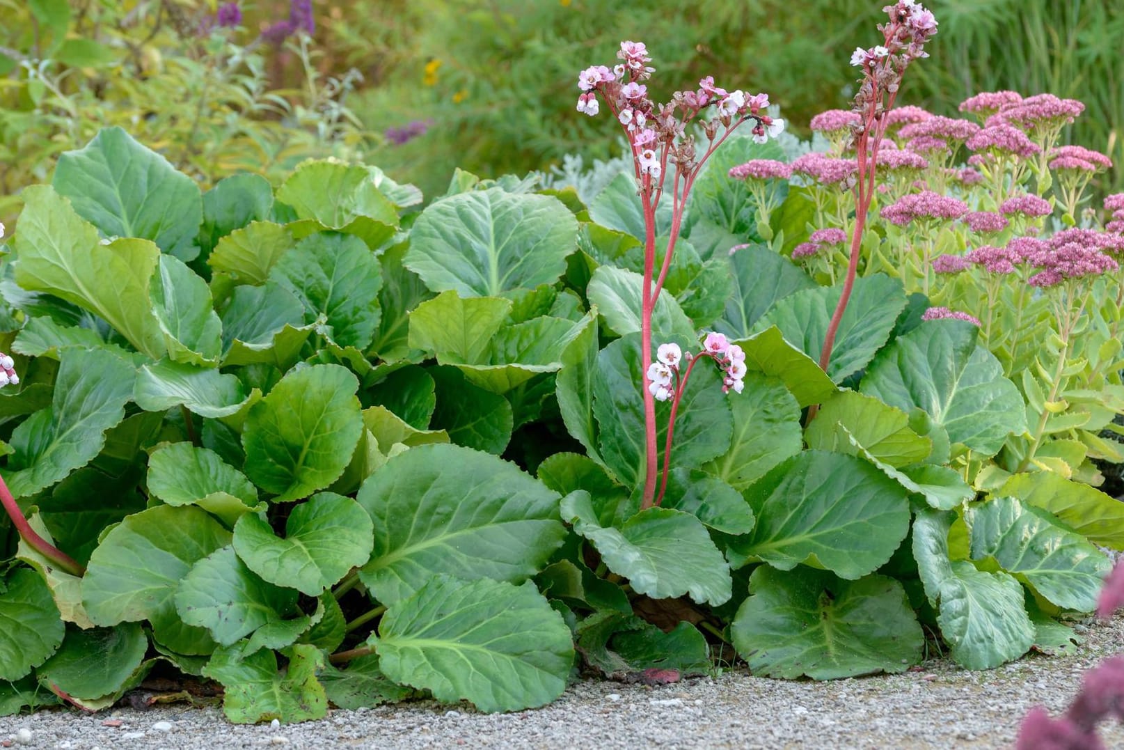 Altai-Bergenie (Bergenia cordifolia): Die Staude gilt als nahezu unverwüstlich und extrem langlebig.