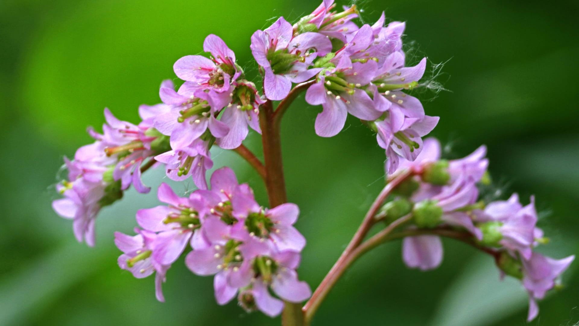 Bergenie (Bergenia): Die Staude gedeiht in der Sonne, aber auch im Schatten.