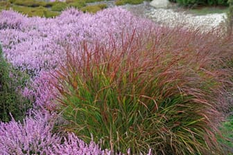 Rotbraune Rutenhirse (Panicum virgatum): Ihre Laubspitzen verfärben sich ab August kupferrot.