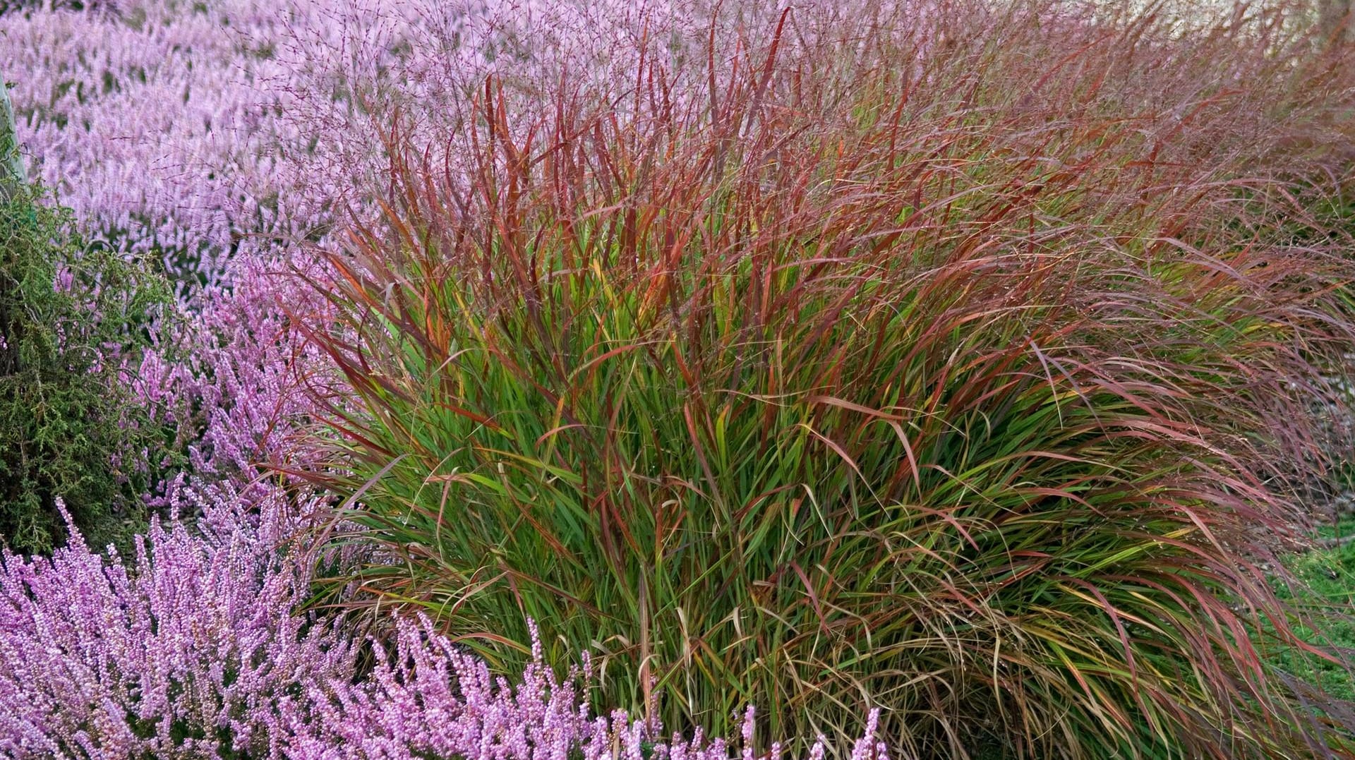 Rotbraune Rutenhirse (Panicum virgatum): Ihre Laubspitzen verfärben sich ab August kupferrot.