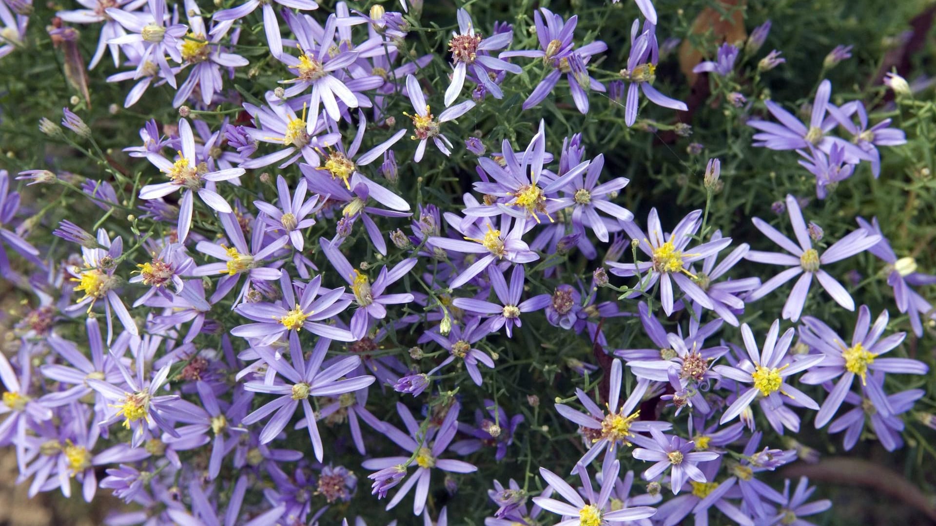 Wilde Zwerg-Aster (Aster sedifolius 'Nanus'): Sie ist auch unter dem Namen Niedrige Ödland-Aster bekannt.