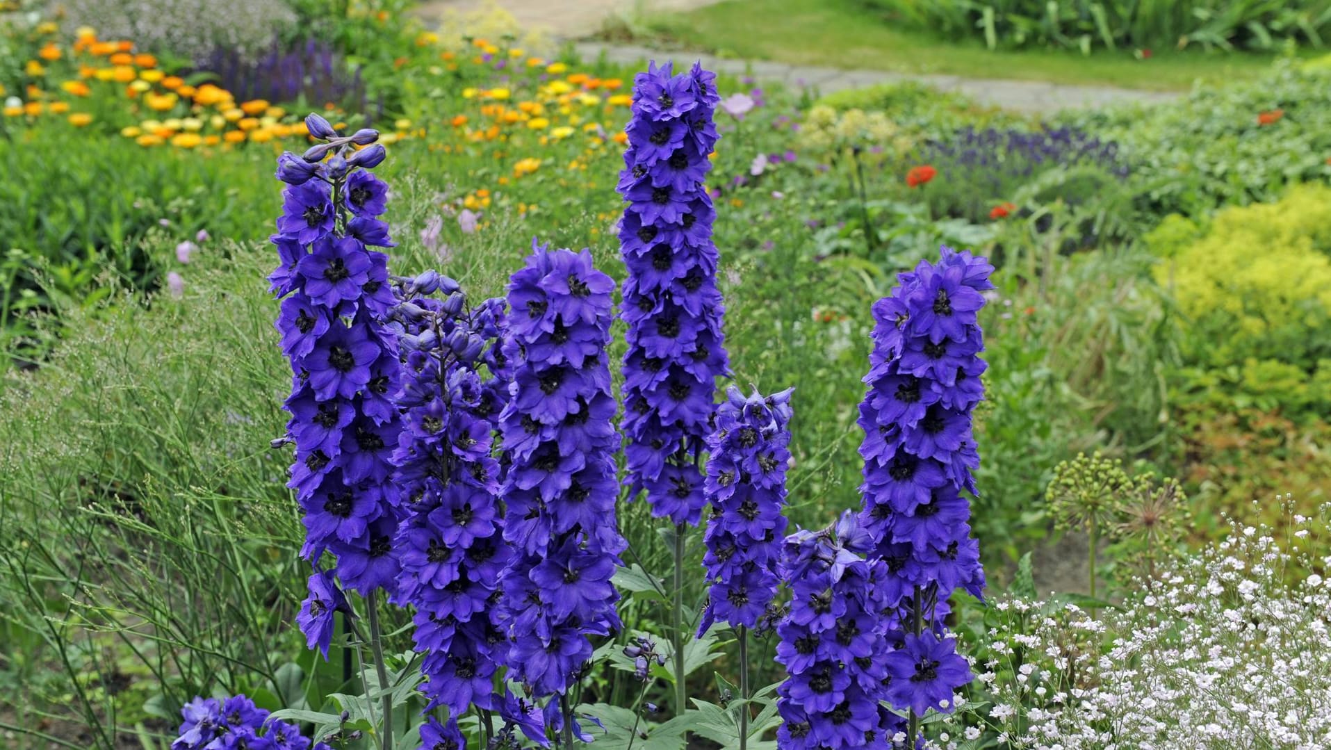 Hoher Rittersporn (Delphinium elatum 'Harlekin'): Diese Sorte blüht von Juni bis August.