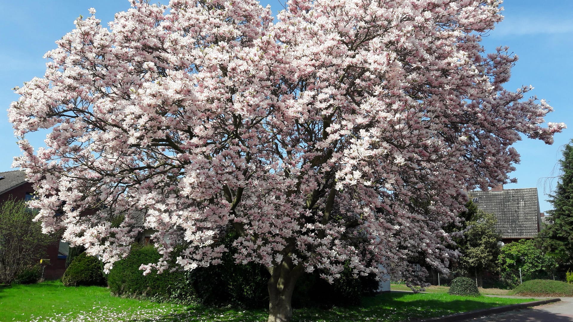 Magnolienbaum: Das Gewächs kann, wenn es nicht zurückgeschnitten wird, sehr groß werden.