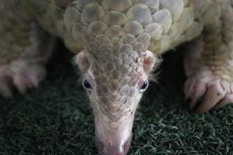 Ein Schuppentier (Pangolin) schnuppert an einem Kunstrasen.