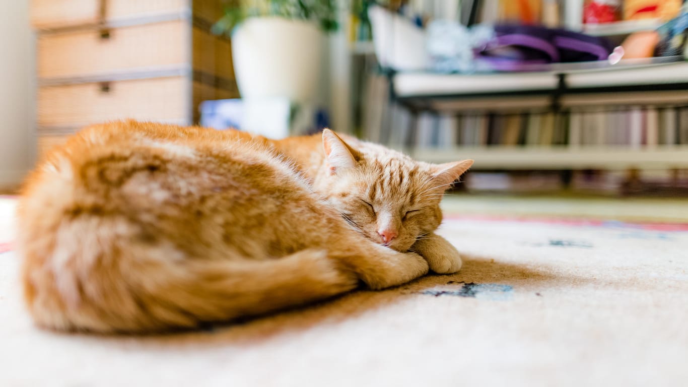 Katzen: Sie haben selten ein Problem damit, alleine zu Hause zu bleiben und verbringen viel Zeit ihres Tages damit, zu schlafen.