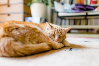 Katzen: Sie haben selten ein Problem damit, alleine zu Hause zu bleiben und verbringen viel Zeit ihres Tages damit, zu schlafen.