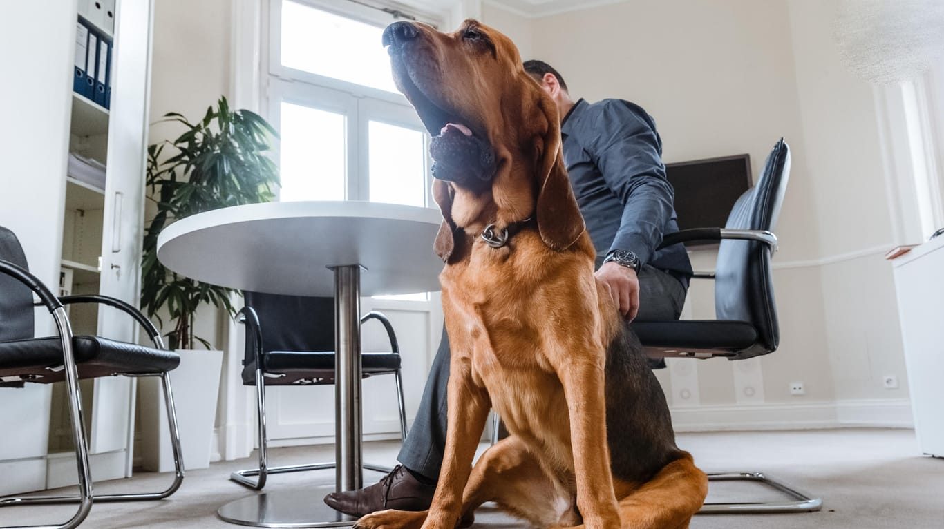 Haustier im Office: Wer seinen Hund mit ins Büro nehmen möchte, sollte das zur Routine und möglichst unaufgeregt machen.