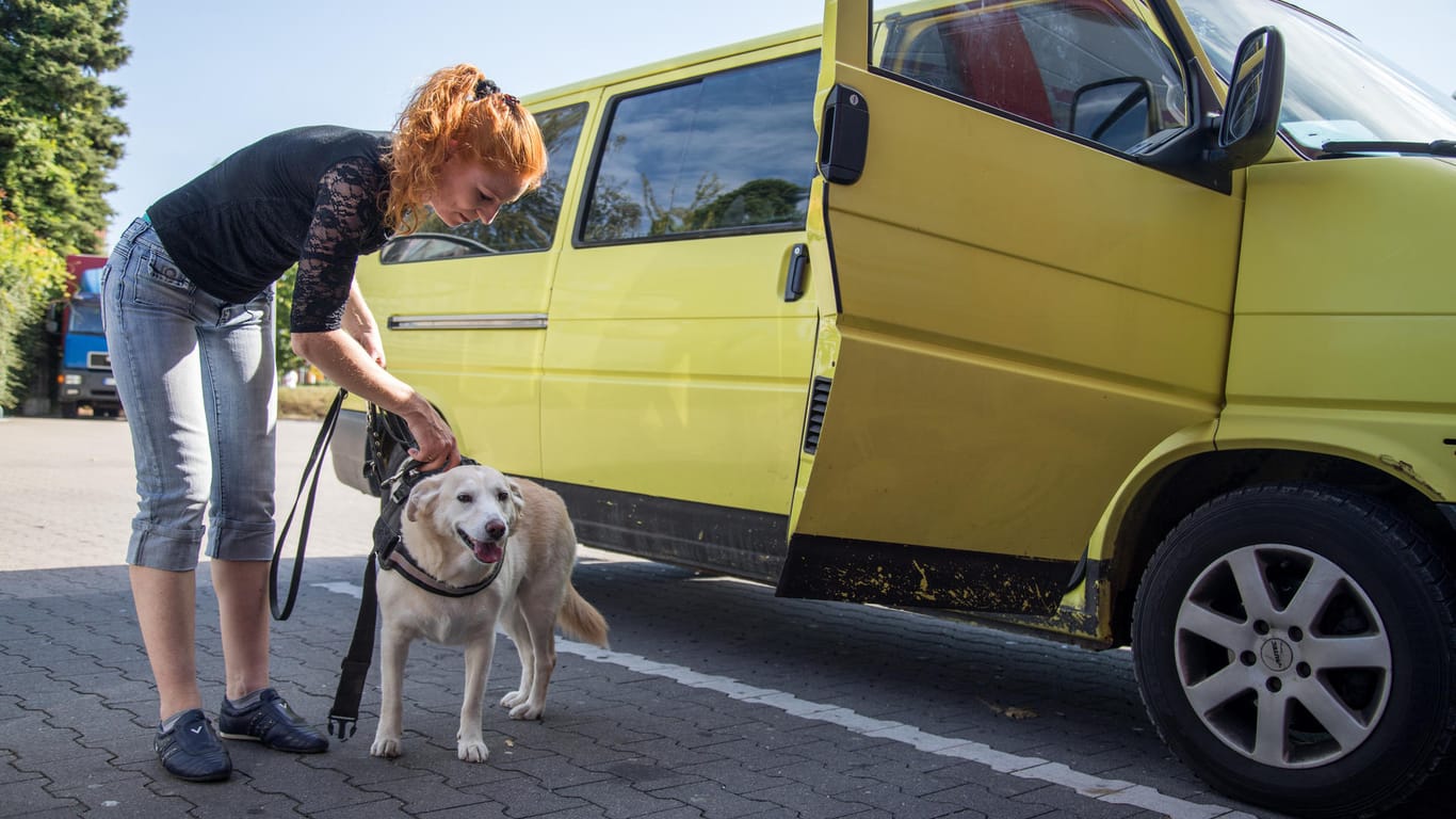 Urlaub mit Haustier: Auf langen Autofahrten machen Halter mit ihrem Hund am besten alle drei bis vier Stunden eine Pause.