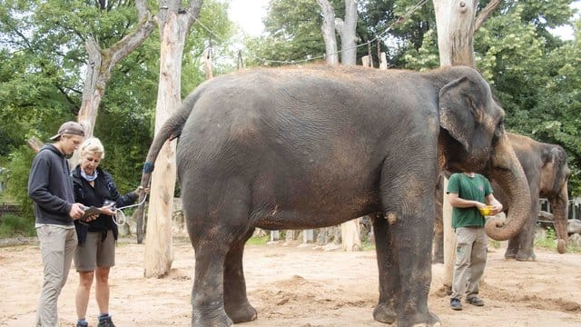 Timm-Julian Egner (l) und Beate Egner erfassen im Zoo Wilhelma den Blutdruck der Elefantendame Zella: Zella ist einer der ersten Dickhäuter, bei dem das möglich war. Timm-Julian Egner (l) und Beate Egner erfassen im Zoo Wilhelma den Blutdruck der Elefantendame Zella: Zella ist einer der ersten Dickhäuter, bei dem das möglich war.