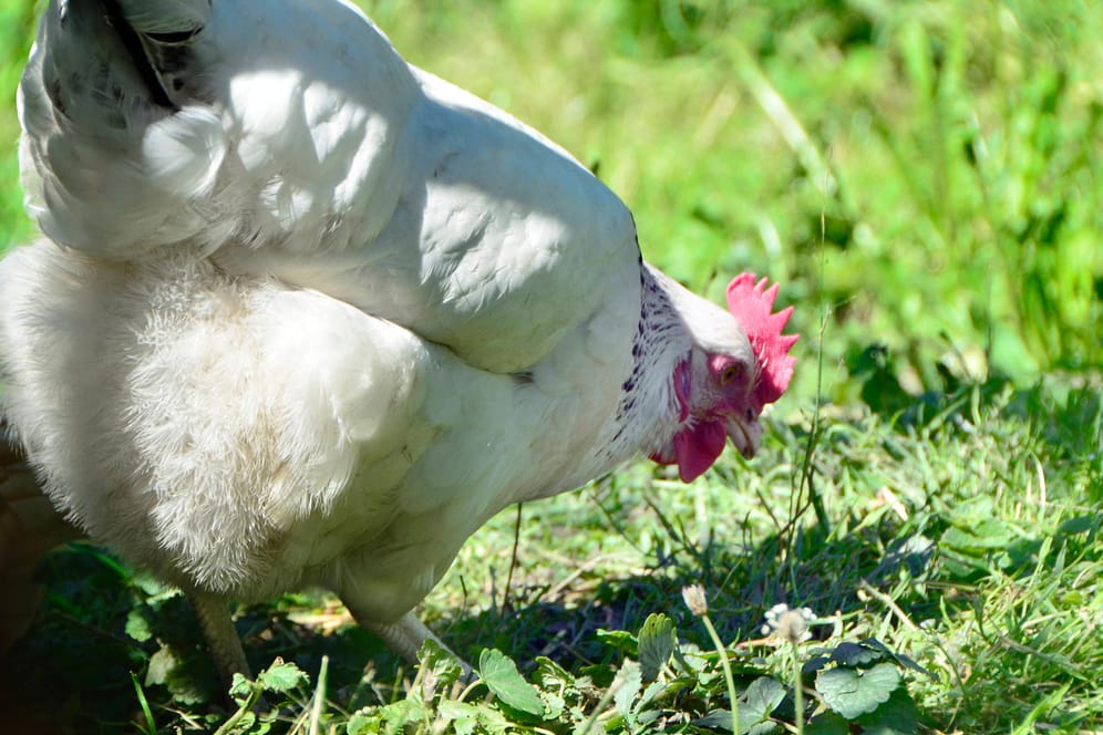 Private Hühnerhaltung: Das Ei aus dem eigenen Garten ist aktuell gefragt.