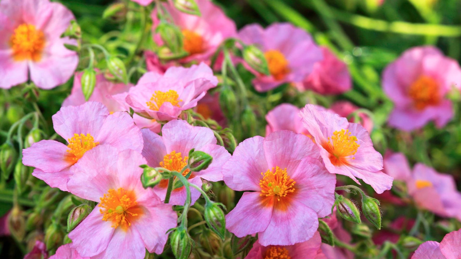 Sonnenröschen (Helianthemum): Es eignet sich sowohl für den Steingarten als auch den Balkonkasten.