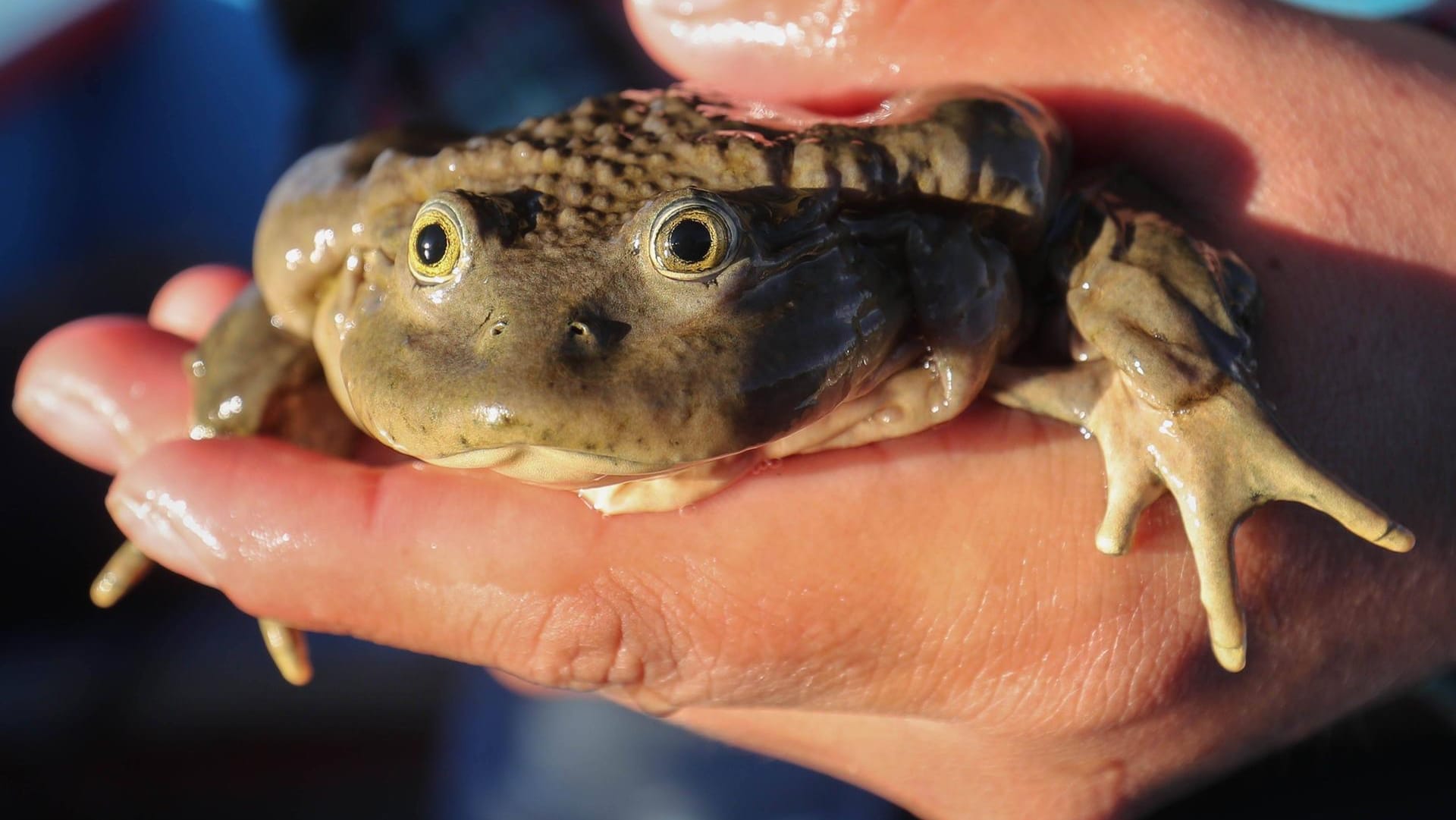 Ein Titicaca-Riesenfrosch (Telmatobius culeus): Die vom Aussterben bedrohte Tierart kommt nur im größten See Südamerikas vor.