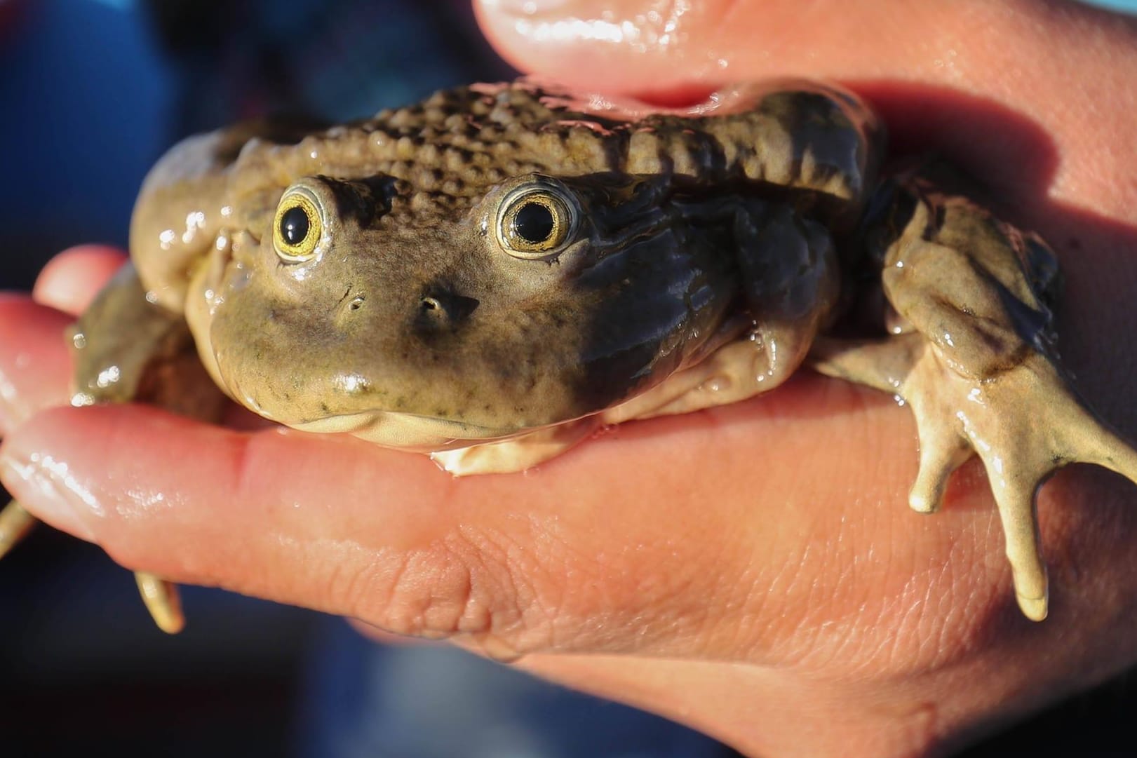 Ein Titicaca-Riesenfrosch (Telmatobius culeus): Die vom Aussterben bedrohte Tierart kommt nur im größten See Südamerikas vor.