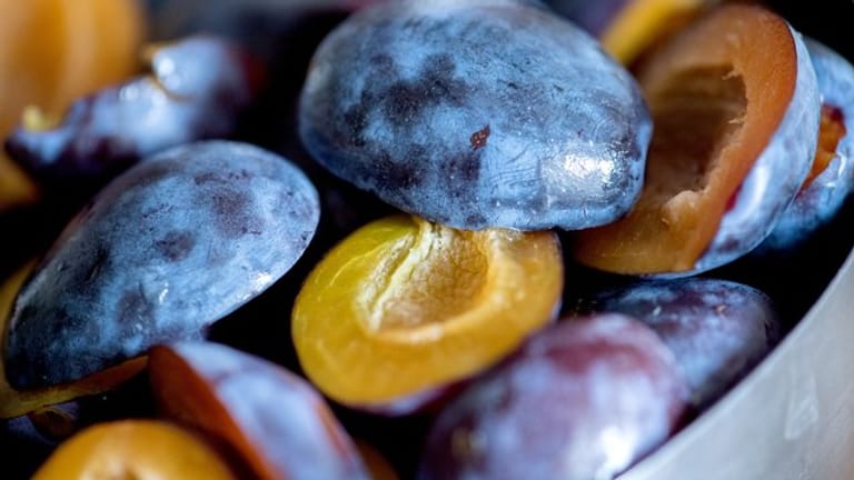 Pflaumen und Zwetschgen: Die Früchte gehören zu den klimakterischen Früchten und reifen nicht nach.