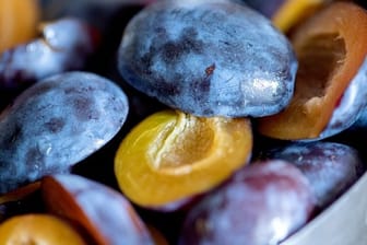 Pflaumen und Zwetschgen: Die Früchte gehören zu den klimakterischen Früchten und reifen nicht nach.
