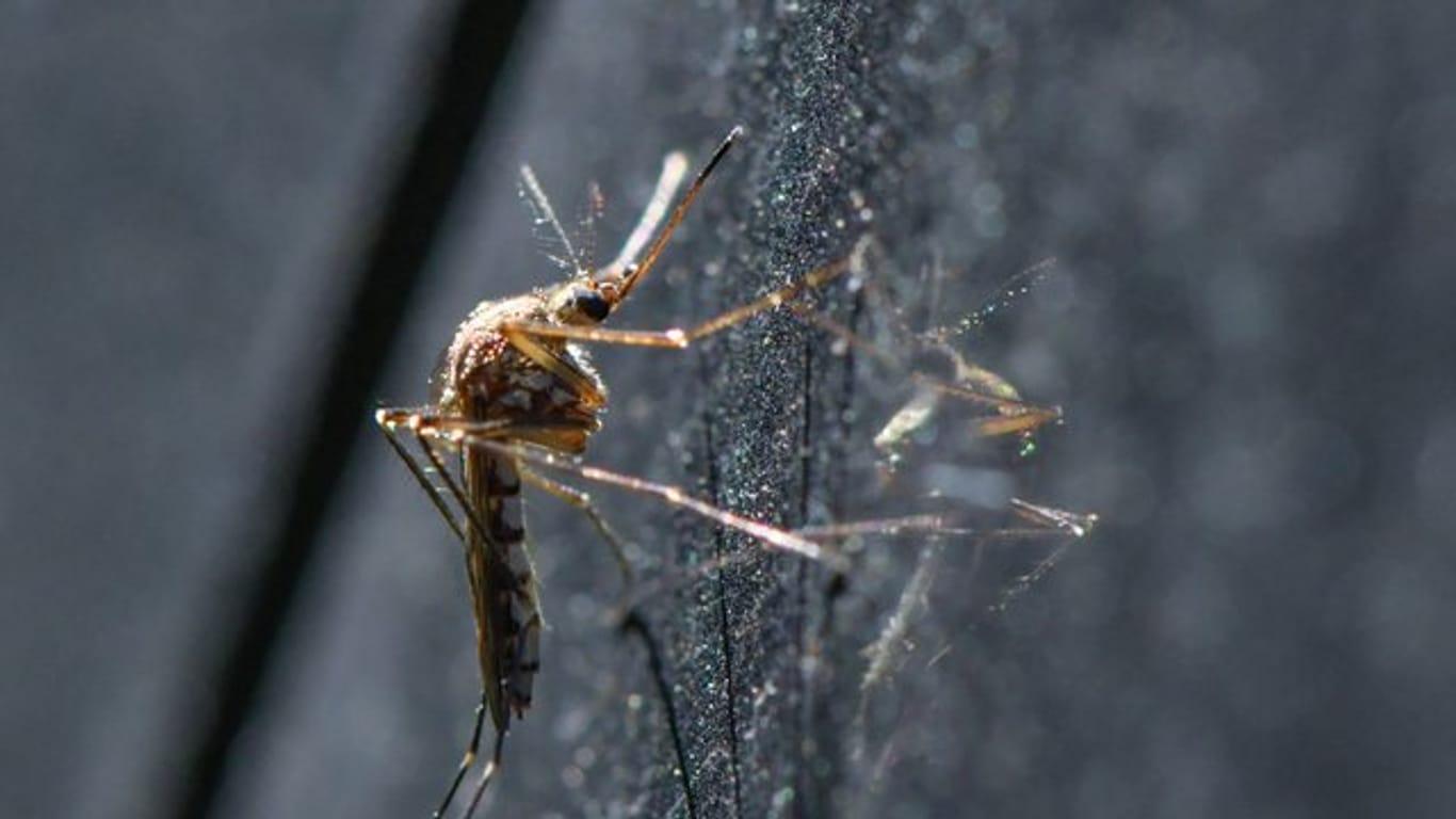 Eine Mücke der Art Aedes vexans hängt an einem Auto.
