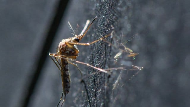 Eine Mücke der Art Aedes vexans hängt an einem Auto. Eine Mücke der Art Aedes vexans hängt an einem Auto.