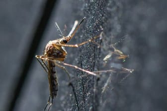 Eine Mücke der Art Aedes vexans hängt an einem Auto.