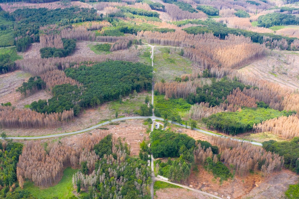 Luftbild eines geschädigten Waldes bei Warstein im Sauerland: Vor allem Nadelhölzer wie Fichten, Tannen, Douglasien, Kiefern und Lärchen leiden.