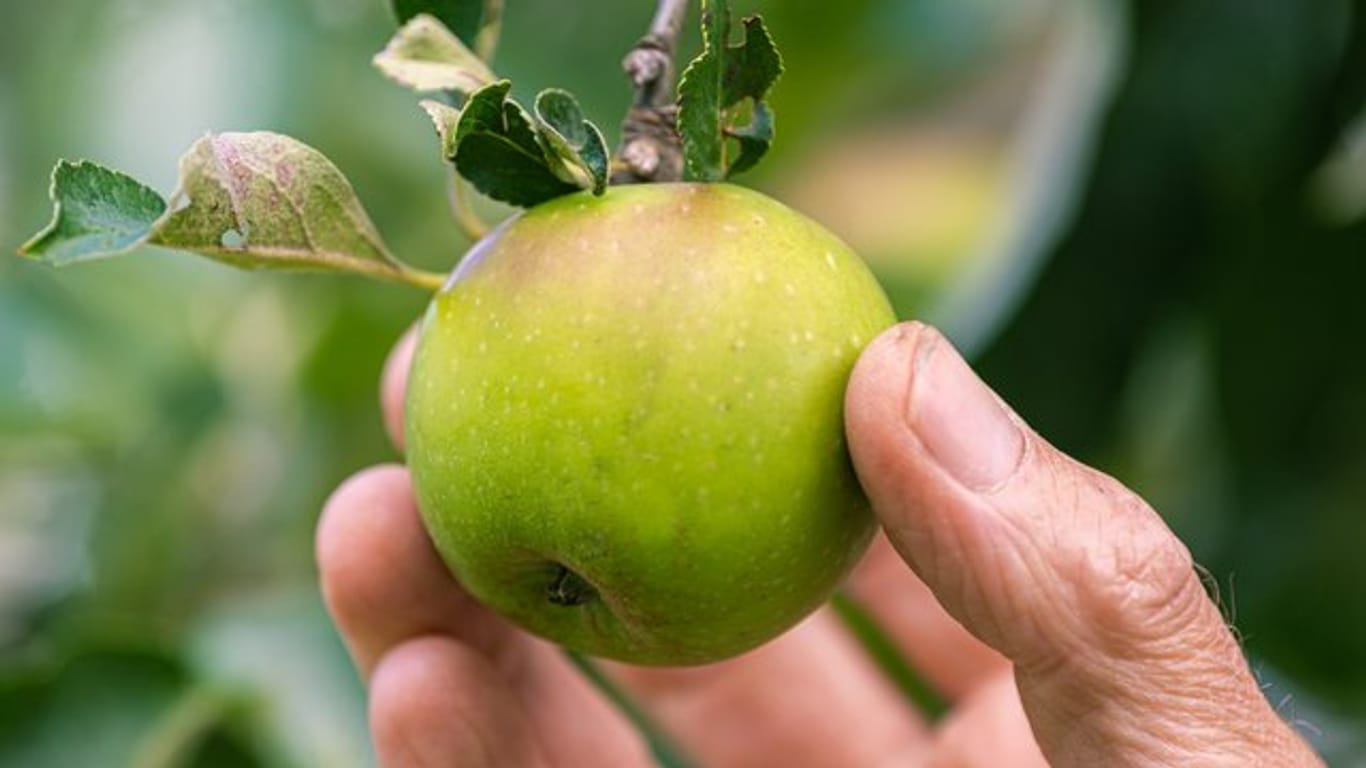Alte Apfelsorten bieten eine große genetische Vielfalt.