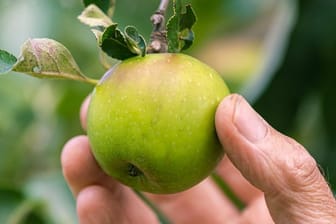 Alte Apfelsorten bieten eine große genetische Vielfalt.