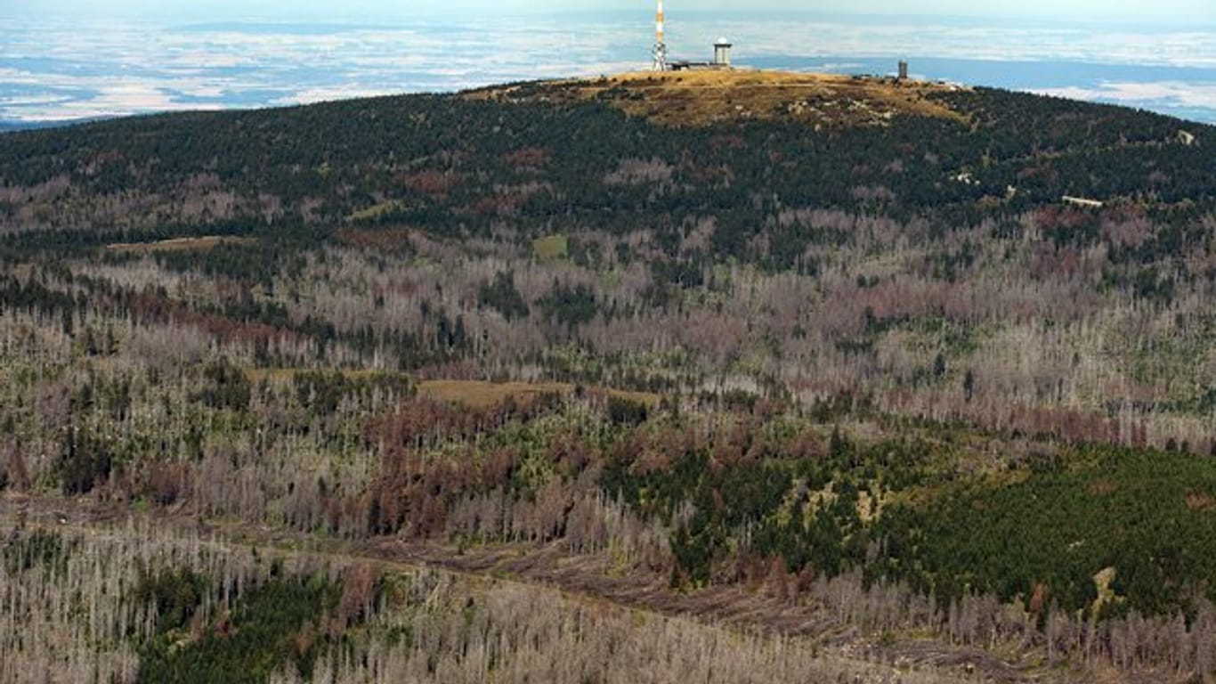 Auch für die Wälder in Niedersachsen war 2019 ein Jahr mit starken Schäden und hoher Absterberate der Bäume.