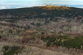 Auch für die Wälder in Niedersachsen war 2019 ein Jahr mit starken Schäden und hoher Absterberate der Bäume.