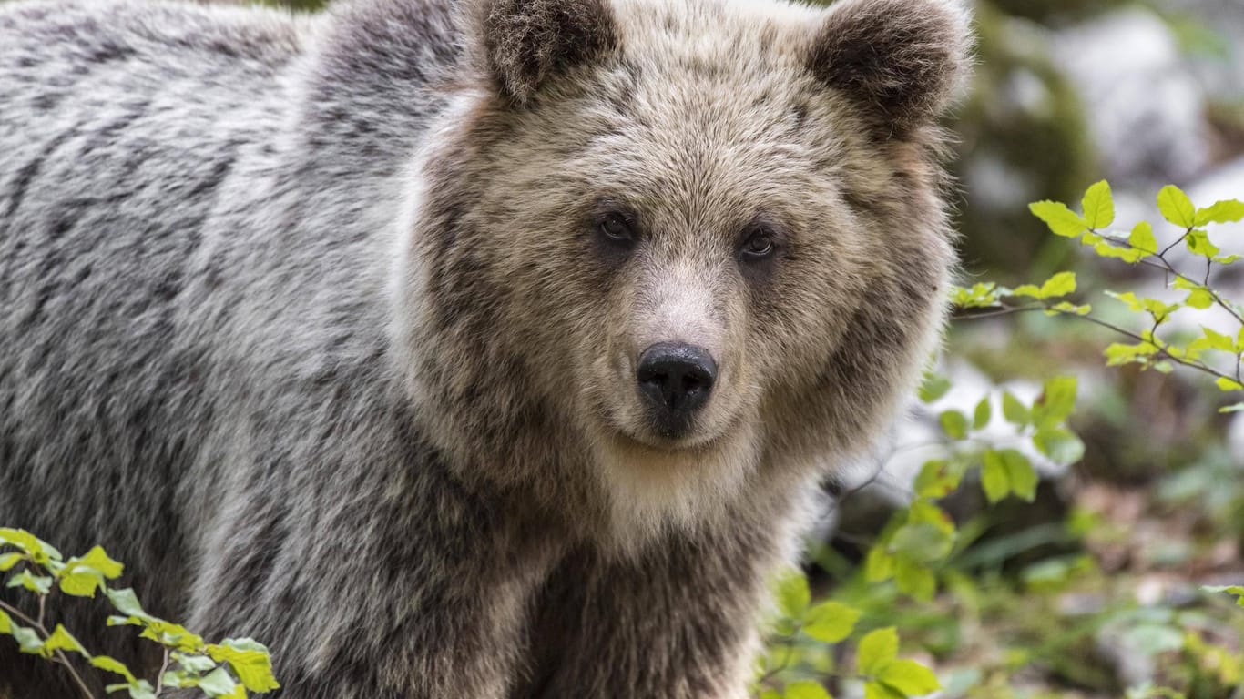 Europäischer Braunbär (Ursus arctos arctos): Etwa 90 Tiere leben inzwischen wieder in der italienischen Region Trentino. (Symbolfoto)