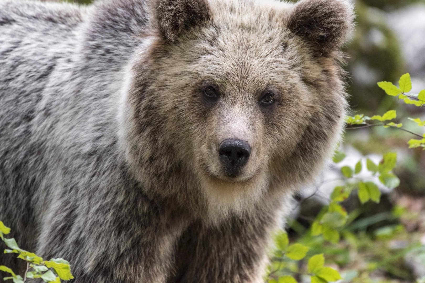 Europäischer Braunbär (Ursus arctos arctos): Etwa 90 Tiere leben inzwischen wieder in der italienischen Region Trentino. (Symbolfoto)