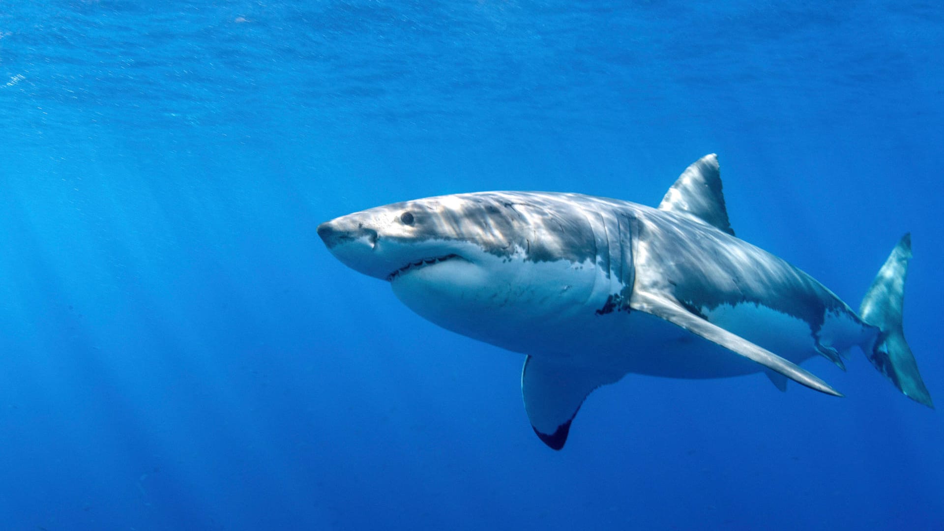 Weißer Hai (Symbolfoto): Eine Schwimmerin ist vor der nördlichen US-Küste offenbar von einem Hai angegriffen worden.