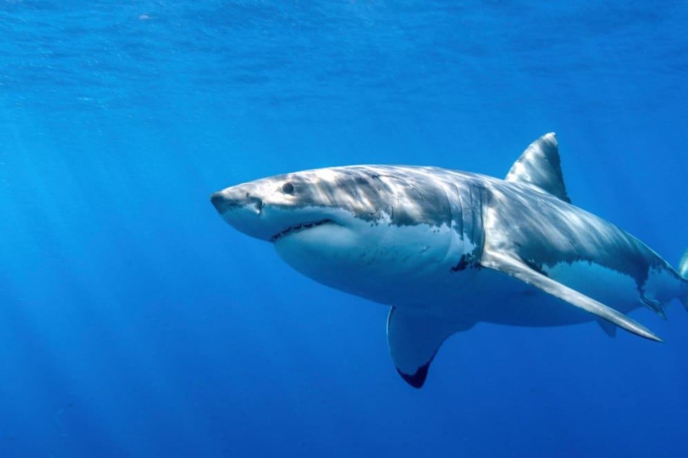 Weißer Hai (Symbolfoto): Eine Schwimmerin ist vor der nördlichen US-Küste offenbar von einem Hai angegriffen worden.