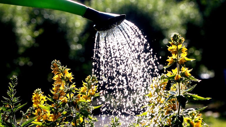 Blumengießen: Wassertropfen auf Pflanzen sollen im Sommer wie Brenngläser wirken.