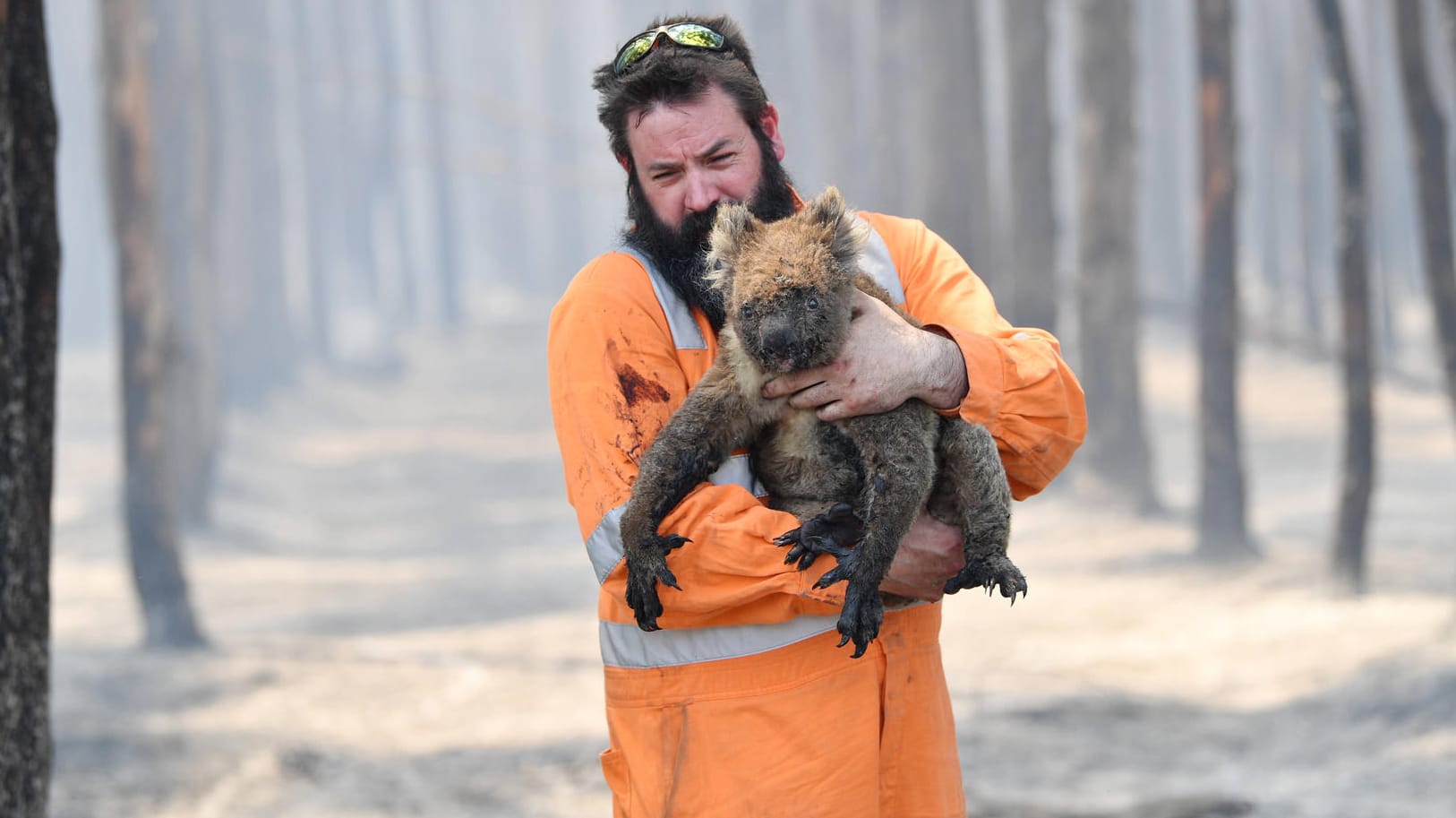 Ein Feuerwehrmann rettet einen Koala: Bei den heftigen Buschbränden in Australien haben unzählige Tiere ihr Leben und ihre Heimat verloren. (Archivbild)