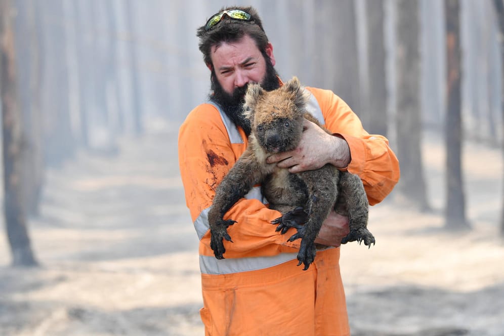 Ein Feuerwehrmann rettet einen Koala: Bei den heftigen Buschbränden in Australien haben unzählige Tiere ihr Leben und ihre Heimat verloren. (Archivbild)