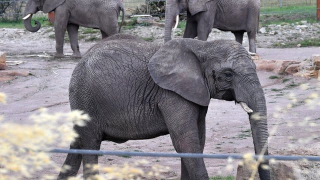 Die Elefanten Csami, Chupa und Safari stehen in ihrem Freigehege im Thüringer Zoopark: Seit nunmehr 60 Jahren leben hier Elefanten.