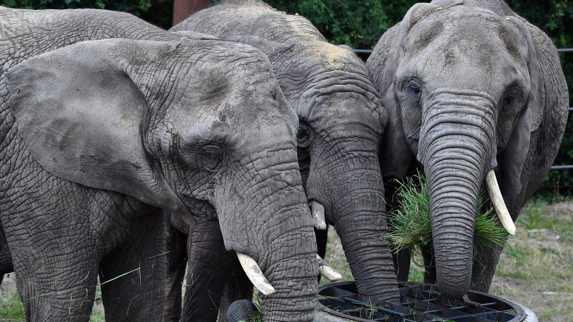 Die Elefanten Csami (l-r), Chupa und Safari stehen in ihrem Freigehege im Thüringer Zoopark: Bald könnte die Herde Nachwuchs bekommen.