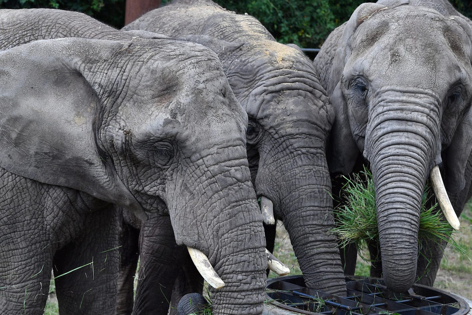 Die Elefanten Csami (l-r), Chupa und Safari stehen in ihrem Freigehege im Thüringer Zoopark: Bald könnte die Herde Nachwuchs bekommen.