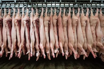 Werkverträge und Leiharbeit sollen vom kommenden Jahr an in der Fleischindustrie verboten sein. Die Bundesregierung bringt am 27. Juli Regierungskreisen zufolge einen entsprechenden Gesetzentwurf von Arbeitsminister Hubertus Heil (SPD) auf den Weg.