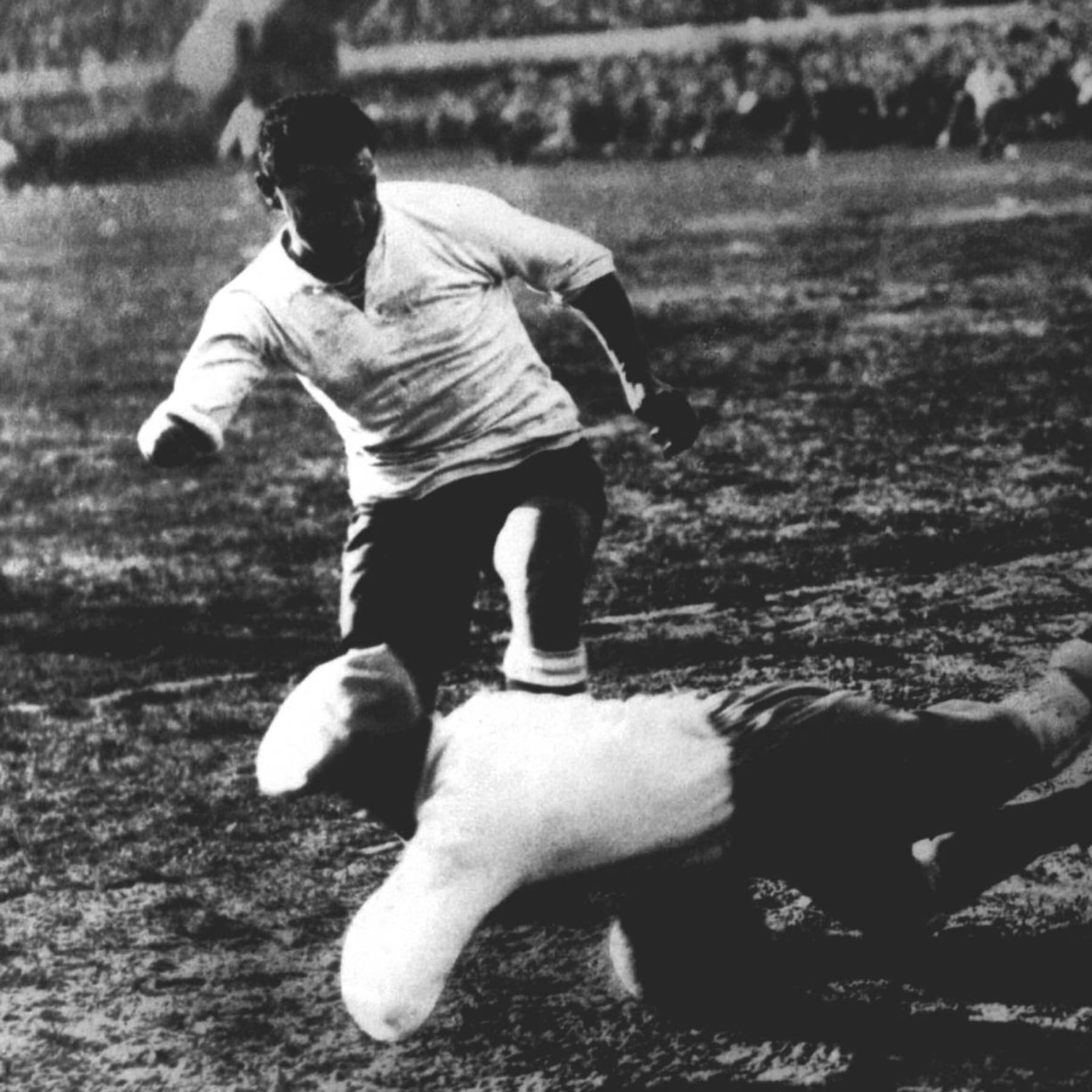 Quagga Paine Gillic Dutzende fußball wm finale 1930 Kopflos zusammen