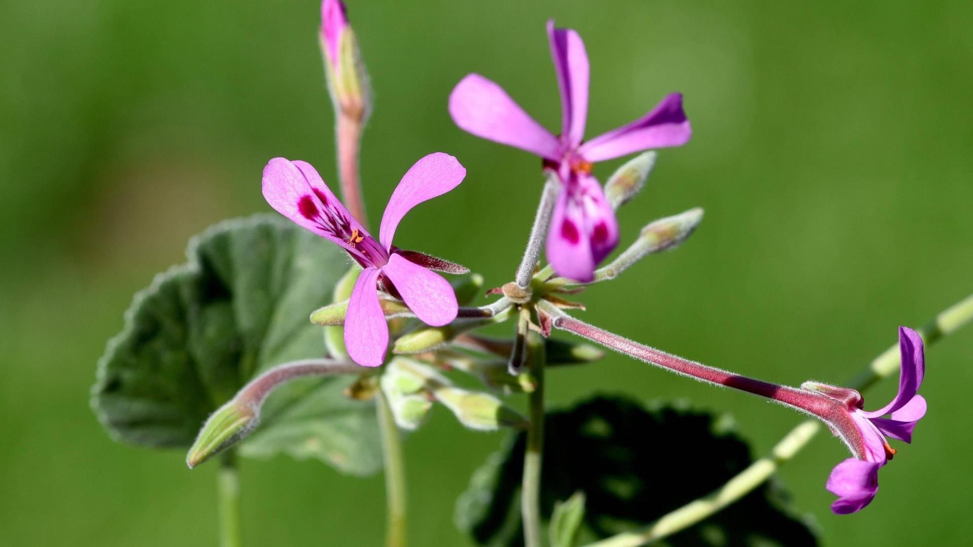 Pelargonien: Diese Pflanzen fanden sich einst viel an Bauernhäusern, und galten somit eine Zeit lang als altbacken.