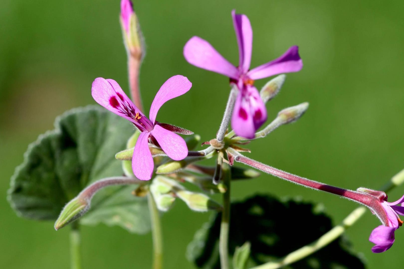 Pelargonien: Diese Pflanzen fanden sich einst viel an Bauernhäusern, und galten somit eine Zeit lang als altbacken.