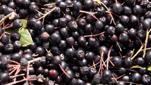 Die Aronia-Beere ist reich an den Vitaminen A, C und K.