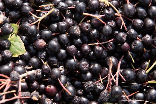 Die Aronia-Beere ist reich an den Vitaminen A, C und K.