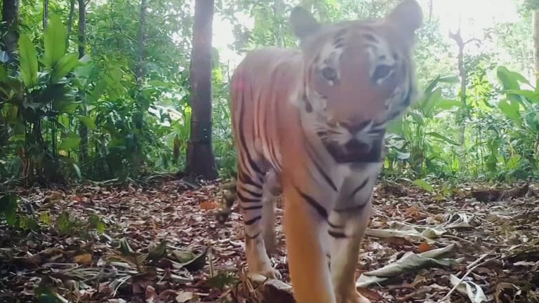 Seltene Aufnahmen: In Thailand sind zum ersten Mal seit vier Jahren drei junge indochinesische Tiger gesichtet worden.