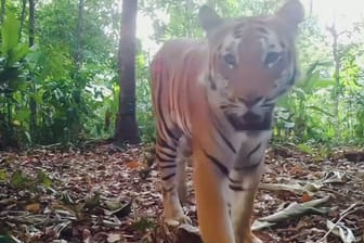 Seltene Aufnahmen: In Thailand sind zum ersten Mal seit vier Jahren drei junge indochinesische Tiger gesichtet worden.