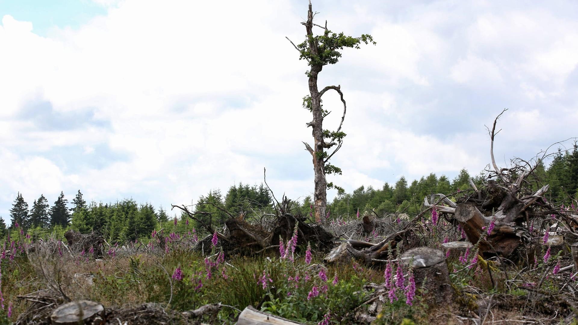 Nach Schädlingsbefall abgeholzte Waldfläche in Nordrhein-Westfalen.